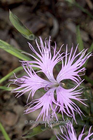 dianthus longicalyx 3 graphic